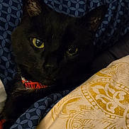 Midnight is registered to the contest to win money with this photo: black_cat, cat, pet, animal, yellow_eyes, collar, bed, blanket, pattern, cozy, indoor, resting, feline, close_up, comfort, cute, domestic_cat, fur, whiskers, sleepy