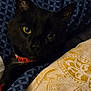 black_cat, cat, pet, animal, yellow_eyes, collar, bed, blanket, pattern, cozy, indoor, resting, feline, close_up, comfort, cute, domestic_cat, fur, whiskers, sleepy