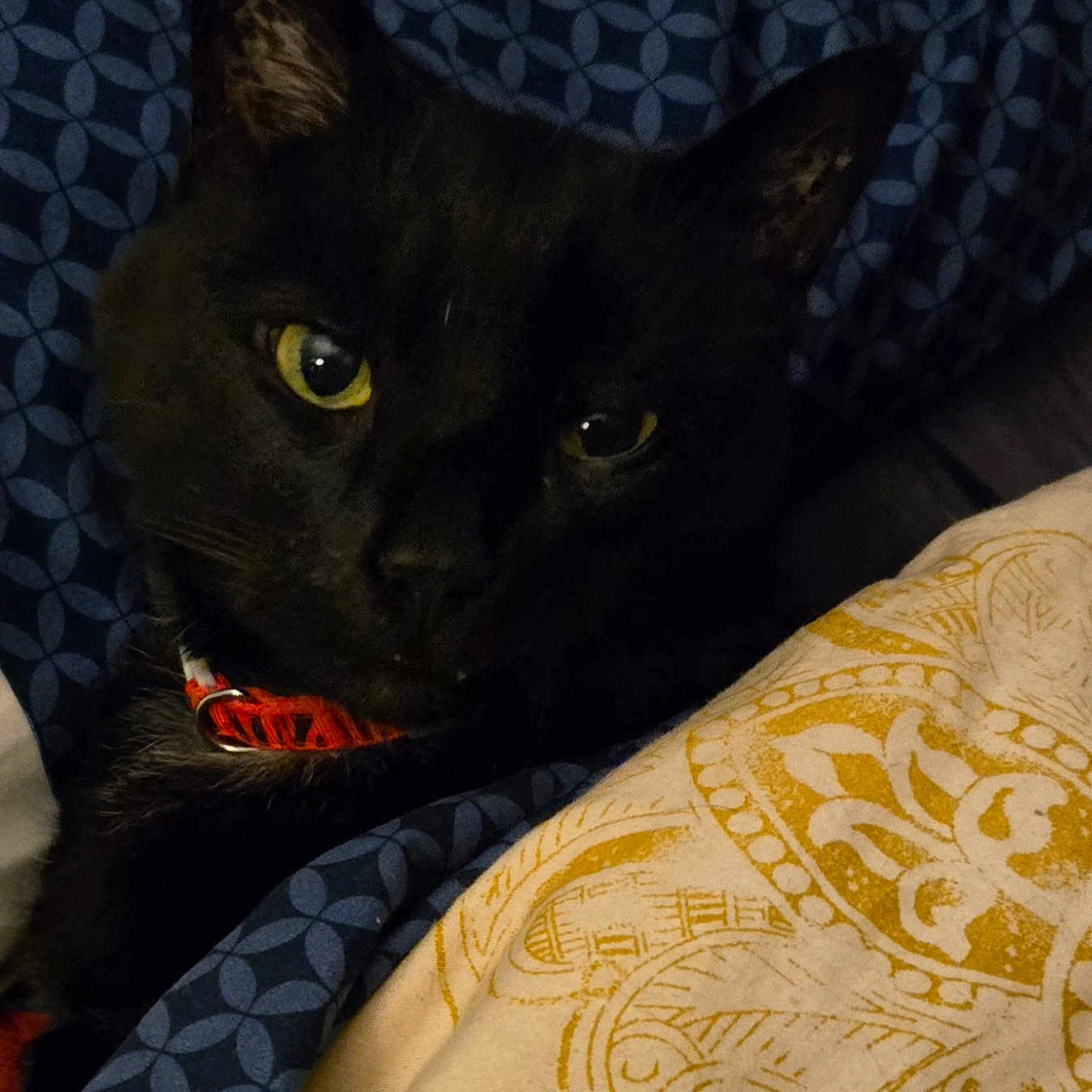 Midnight is registered to the contest to win money with this photo: animal, bed, black_cat, blanket, cat, close_up, collar, comfort, cozy, cute, domestic_cat, feline, fur, indoor, pattern, pet, resting, sleepy, whiskers, yellow_eyes