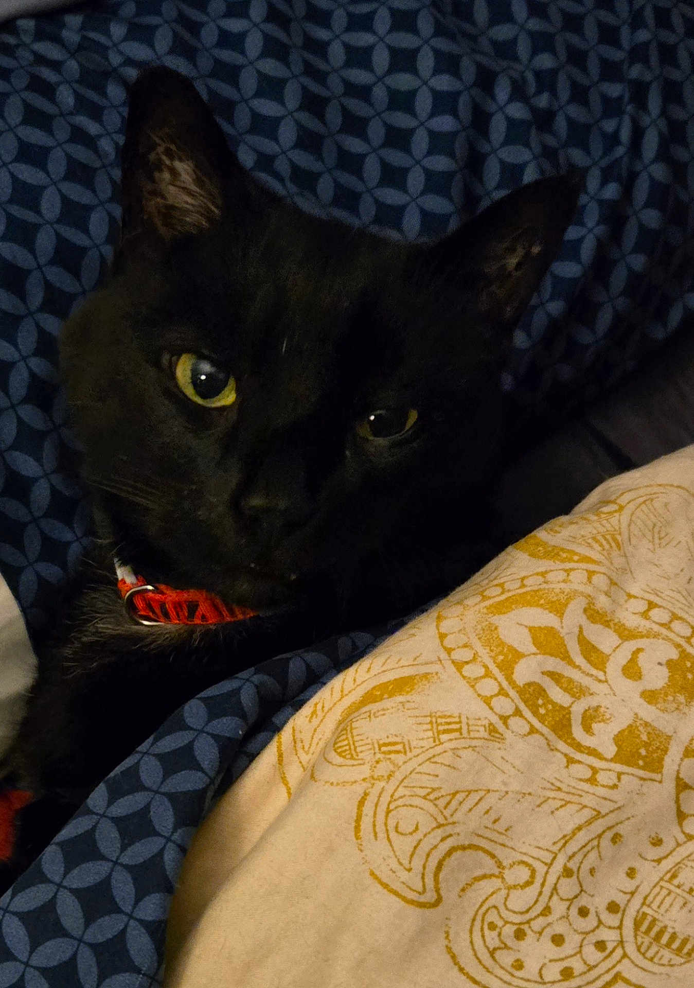 Midnight is registered to the contest to win money with this photo: black_cat, cat, pet, animal, yellow_eyes, collar, bed, blanket, pattern, cozy, indoor, resting, feline, close_up, comfort, cute, domestic_cat, fur, whiskers, sleepy