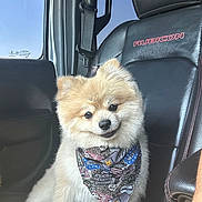 Valentino is registered to the contest to win money with this photo: dog, pomeranian, bandana, car_seat, leather, black, pet, cute, fluffy, animal, indoor, car_interior, seatbelt, closeup, portrait, small_dog, pet_accessory, sitting, window, daylight