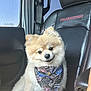 dog, pomeranian, bandana, car_seat, leather, black, pet, cute, fluffy, animal, indoor, car_interior, seatbelt, closeup, portrait, small_dog, pet_accessory, sitting, window, daylight
