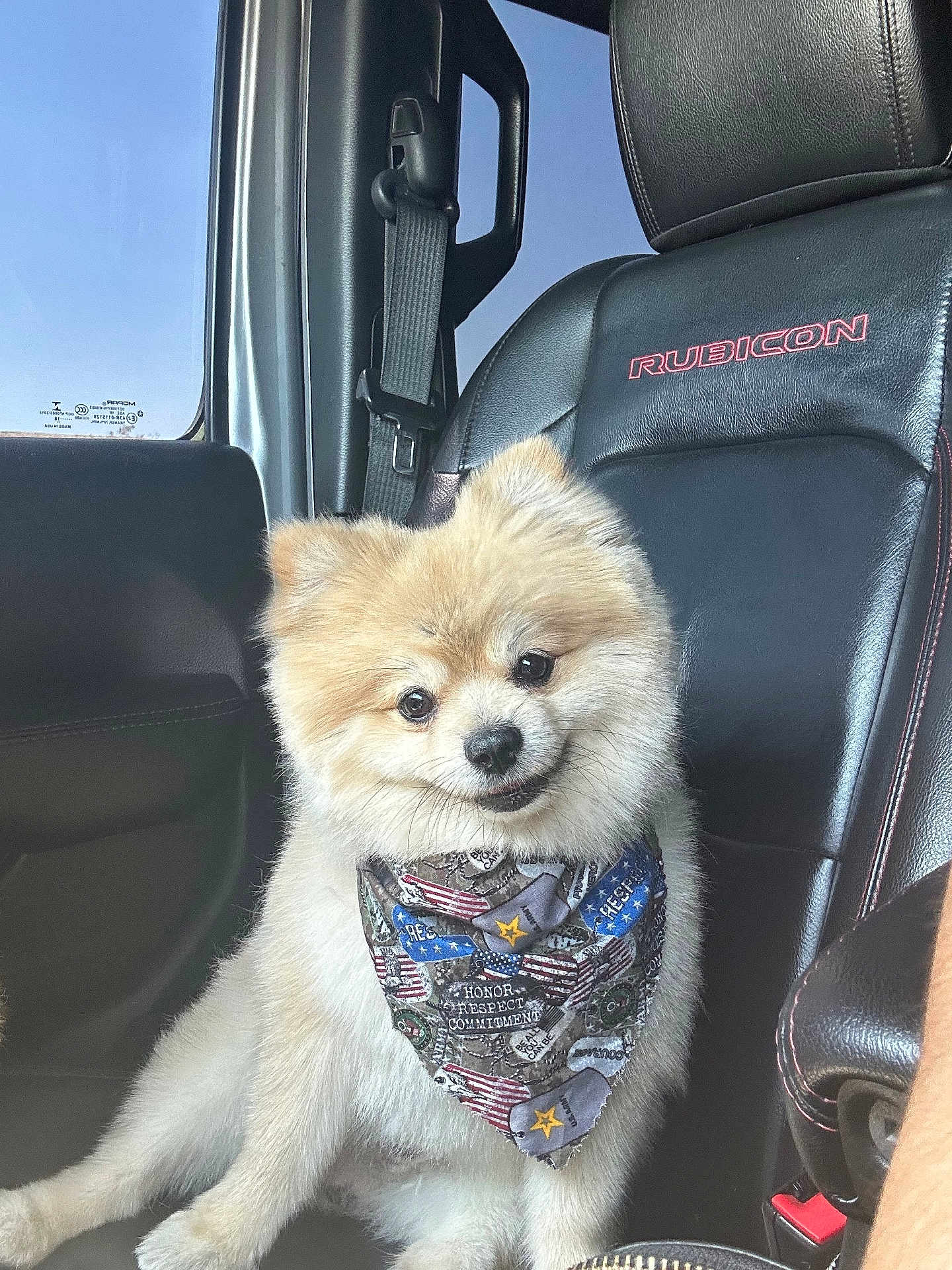 Valentino is registered to the contest to win money with this photo: dog, pomeranian, bandana, car_seat, leather, black, pet, cute, fluffy, animal, indoor, car_interior, seatbelt, closeup, portrait, small_dog, pet_accessory, sitting, window, daylight