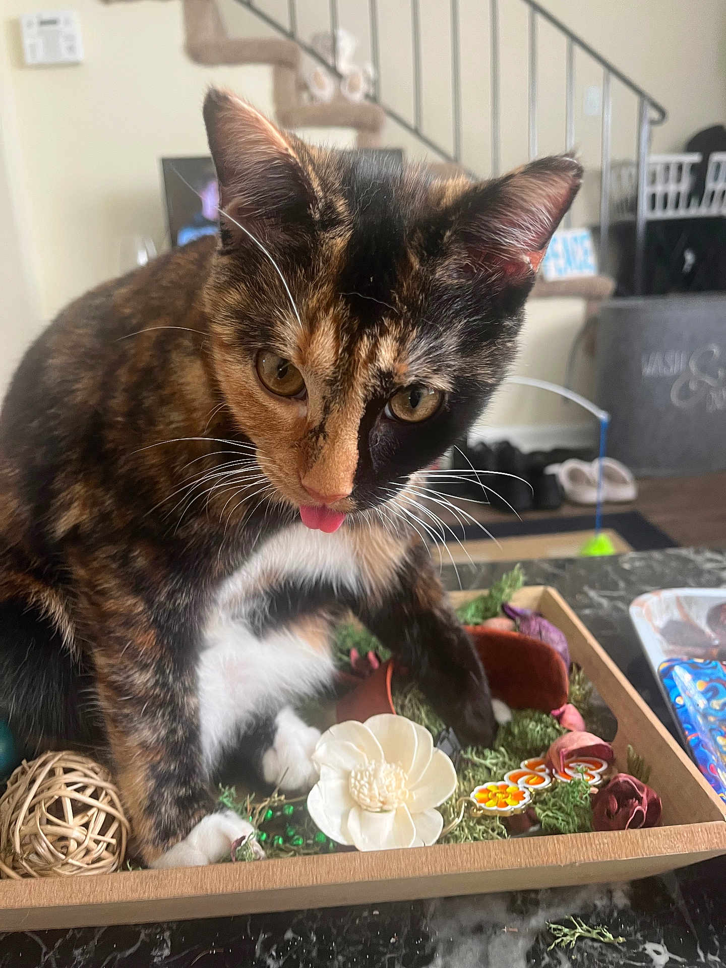 Buttercup joined the competition — help win amazing prizes! cat, tortoiseshell, tongue, tray, decorative_items, flower, indoor, whiskers, curious, table, wooden_tray, household, stairs, blurred_background, paw, closeup, pet, playful, feline, domestic