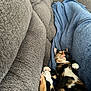 Buttercup joined the competition — help win amazing prizes! cat, calico_cat, sleeping, blanket, couch, gray_couch, indoor, pet, feline, relaxing, cozy, paws, fur, tongue, rest, comfort, home, animal, cute, nap