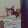 Buttercup joined the competition — help win amazing prizes! cat, calico, box, cardboard, floor, wooden_floor, indoor, pet, animal, curious, tongue_out, white_claw, hard_seltzer, beverage_box, container, household, cute, feline, peeking, playful