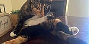 Buttercup is registered to the contest to win money with this photo: cat, calico, table, wooden_table, chair, plant, indoor, pet, animal, fur, whiskers, paws, curious, looking, light, shadow, decor, houseplant, feline, sitting
