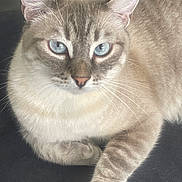 Winona a rejoint le concours — aidez-le/la à gagner de superbes lots ! animal, blue_eyes, cat, close_up, cute, domestic_cat, feline, fur, indoor, laying_down, looking_at_camera, mammal, paw, pet, portrait, relaxed, soft_texture, striped, tabby, whiskers