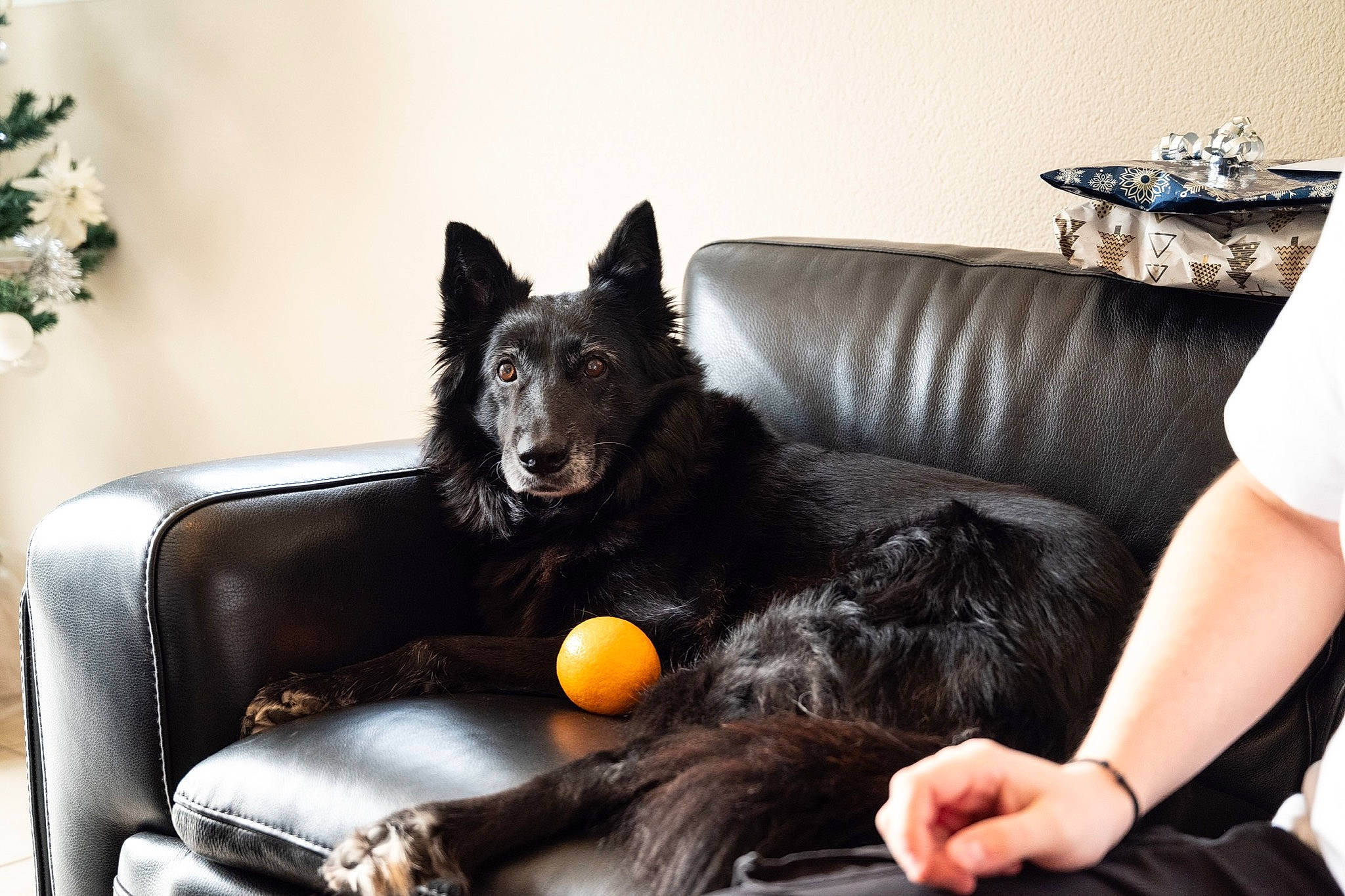 Elza participe au concours pour gagner de l'argent avec cette photo : ball, black, black_hair, carnivore, comfort, companion_dog, couch, dog, dog_breed, fur, furniture, living_room, photograph, pillow, room, sitting, sofa_bed, sporting_group, studio_couch, toy