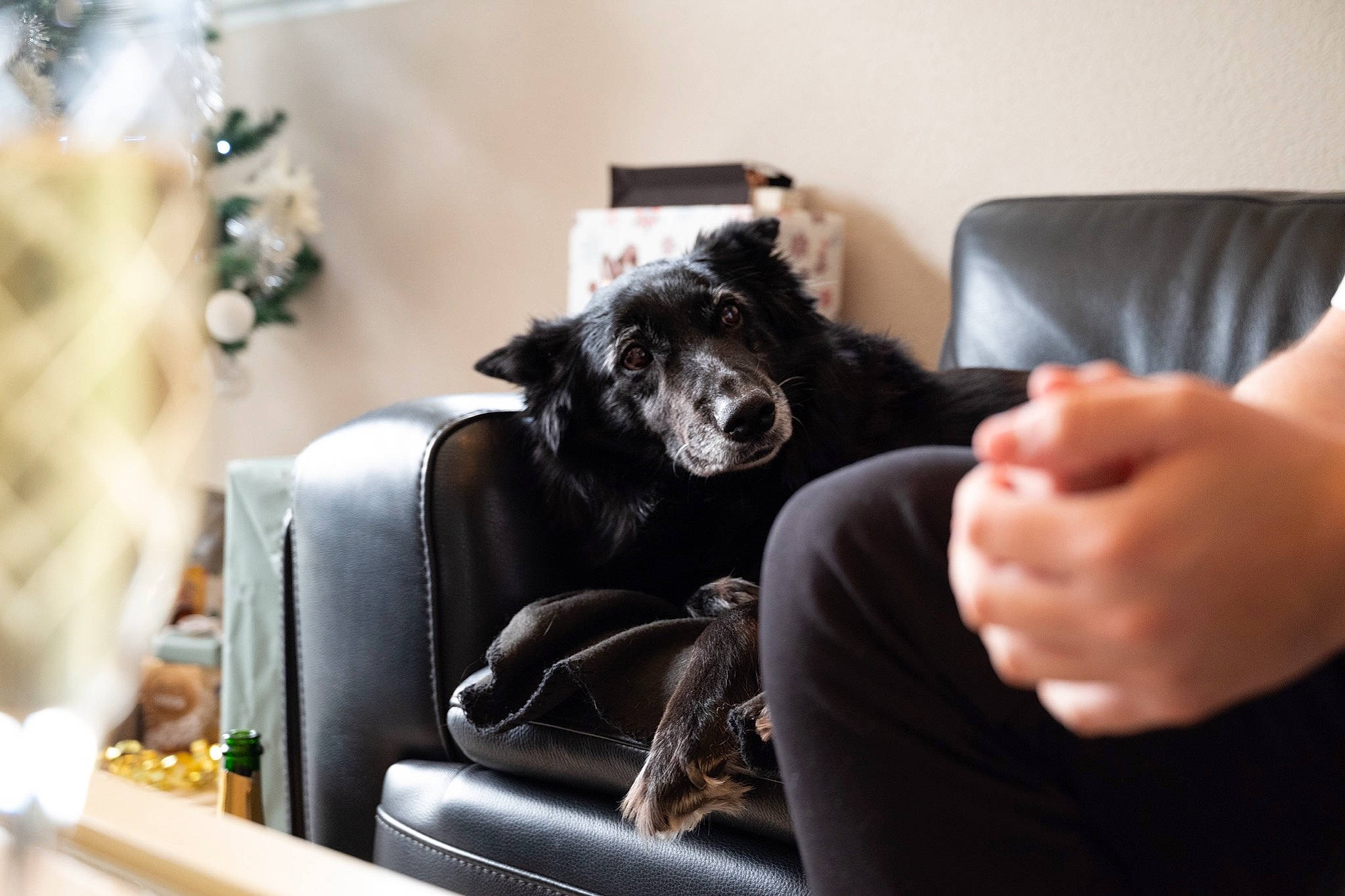 Elza a rejoint le concours — aidez-le/la à gagner de superbes lots ! black_cat, canidae, car_seat, carnivore, comfort, companion_dog, dog_breed, event, eyewear, felidae, fur, gesture, nail, puppy, sitting, small_to_medium_sized_cats, sporting_group, toy, toy_dog, whiskers