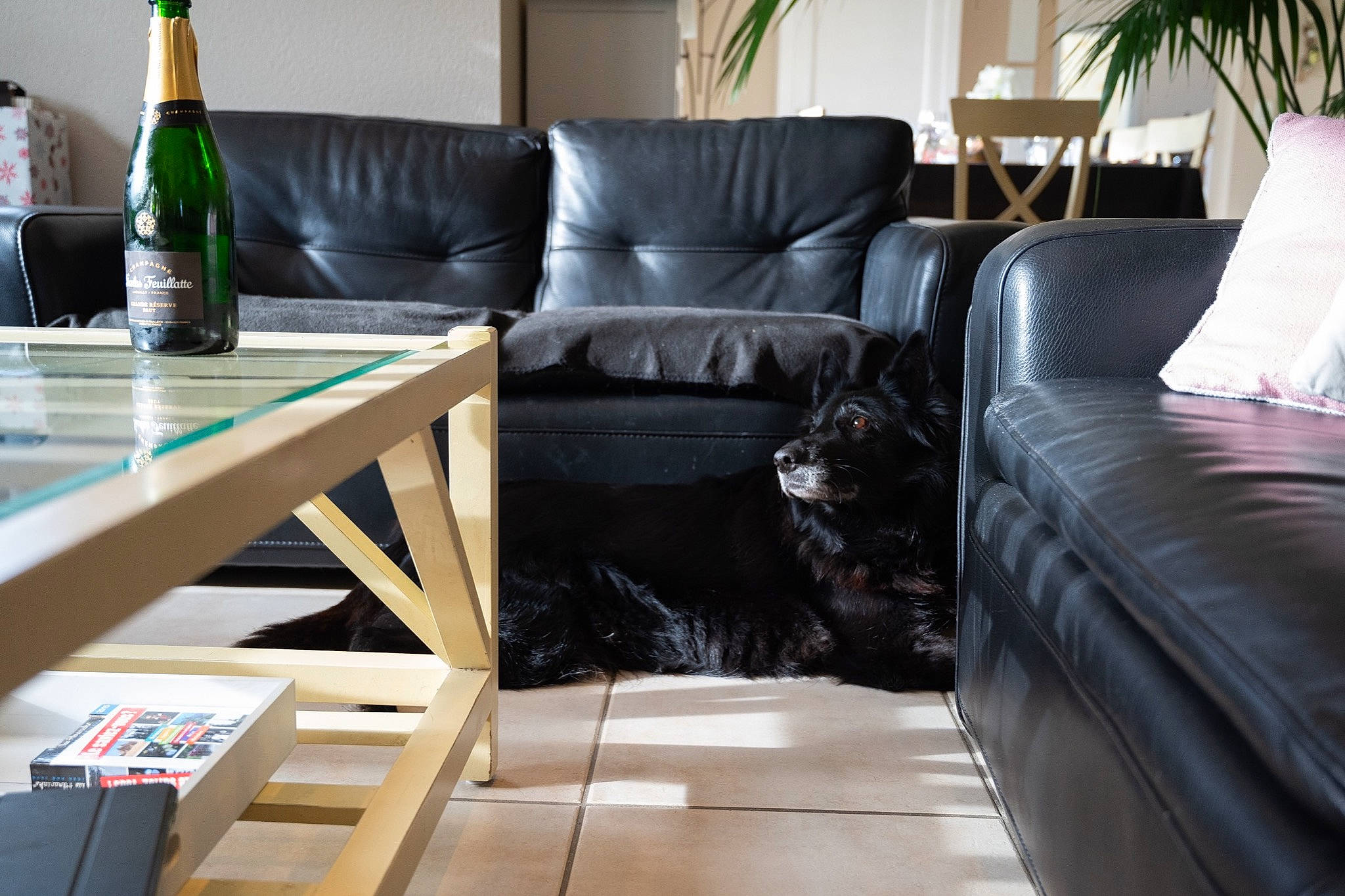 Elza a rejoint le concours — aidez-le/la à gagner de superbes lots ! bottle, coffee_table, comfort, couch, floor, flooring, furniture, hardwood, house, houseplant, interior_design, living_room, pillow, real_estate, rectangle, sofa_bed, studio_couch, table, window, wood