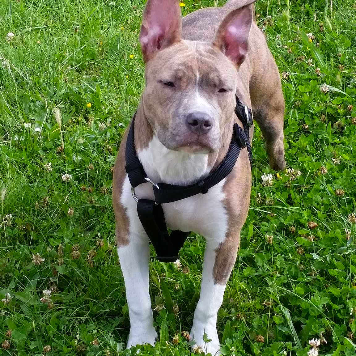 Jala