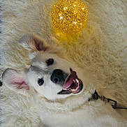 Roy joined the competition — help win amazing prizes! dog, white_dog, fluffy_rug, glowing_orb, decorative_light, tongue_out, happy, pet, indoor, cozy, smiling, fur, canine, playful, close_up, collar, home, cute, animal, bright