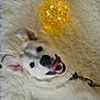 dog, white_dog, fluffy_rug, glowing_orb, decorative_light, tongue_out, happy, pet, indoor, cozy, smiling, fur, canine, playful, close_up, collar, home, cute, animal, bright
