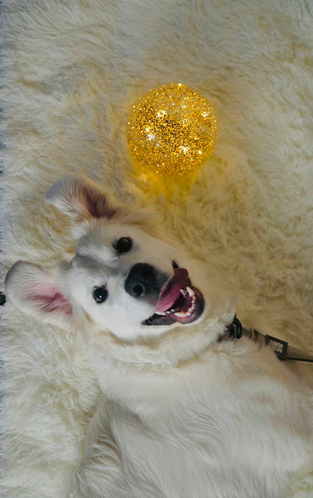 Roy joined the competition — help win amazing prizes! dog, white_dog, fluffy_rug, glowing_orb, decorative_light, tongue_out, happy, pet, indoor, cozy, smiling, fur, canine, playful, close_up, collar, home, cute, animal, bright