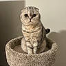 cat, scottish_fold, pet, animal, feline, wide_eyes, folded_ears, cat_perch, carpeted, indoor, cozy, fur, whiskers, tail, looking, sitting, cute, domestic, portrait, animal_portrait