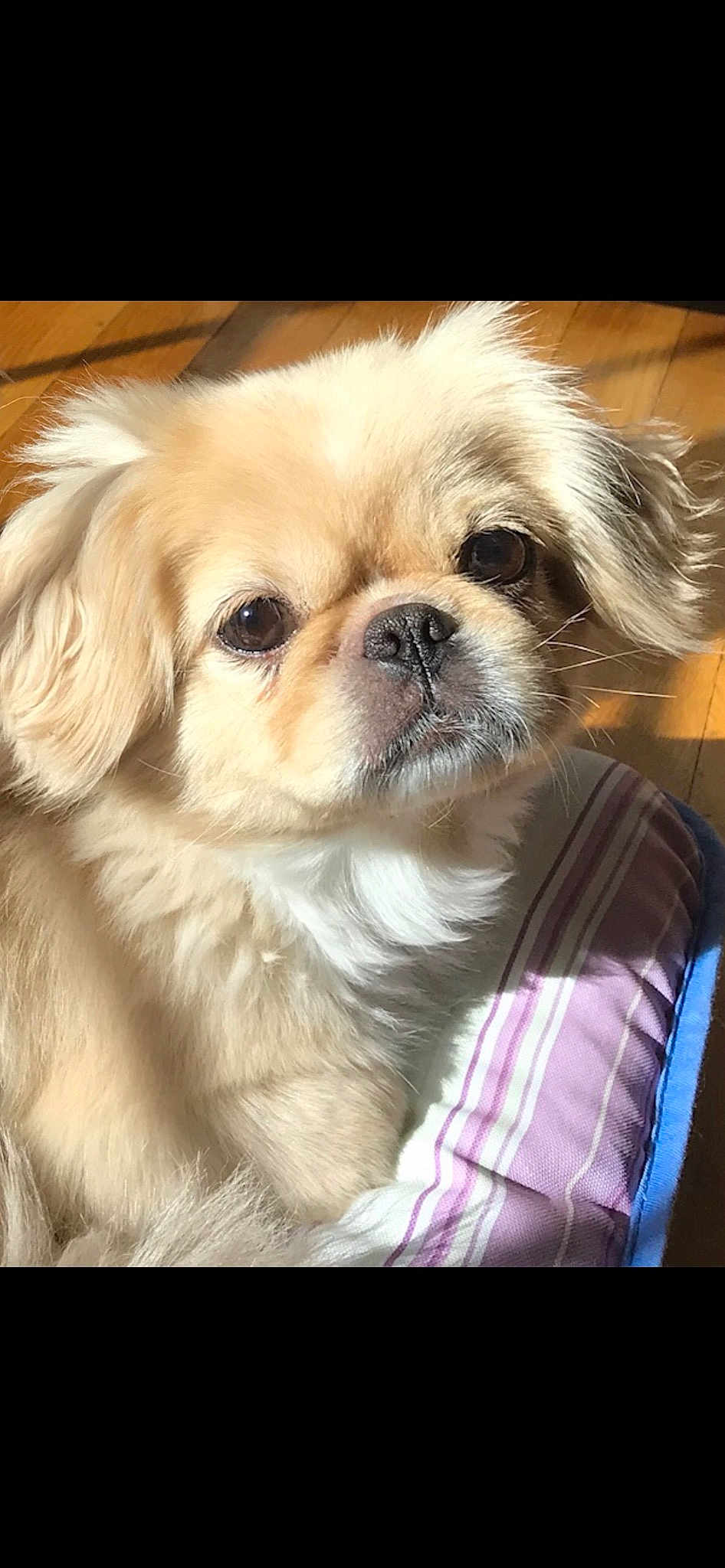 Lexi