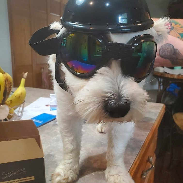 Jasper is registered to the contest to win money with this photo: canidae, carnivore, companion_dog, dog, dog_breed, event, eyewear, fashion_accessory, fur, goggles, hat, personal_protective_equipment, shipping_box, snout, sporting_group, sun_hat, terrier, toy_dog, vision_care, working_animal