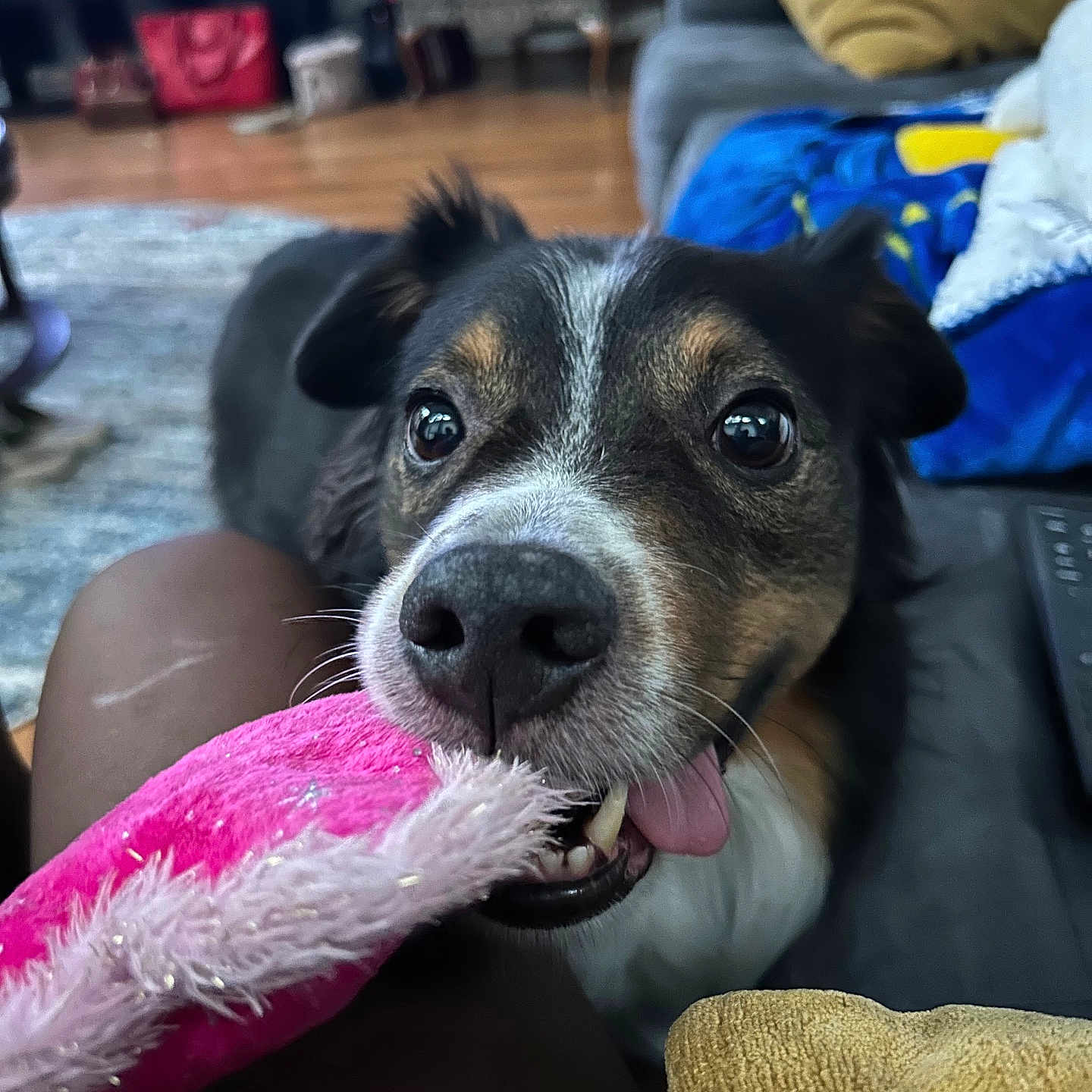 Brixley is registered to the contest to win money with this photo: black_nose, canine, carpet, close_up, cushion, dog, ears, fur, happy, indoor, living_room, pet, pink_toy, playful, playtime, snout, sofa, teeth, tongue, toy