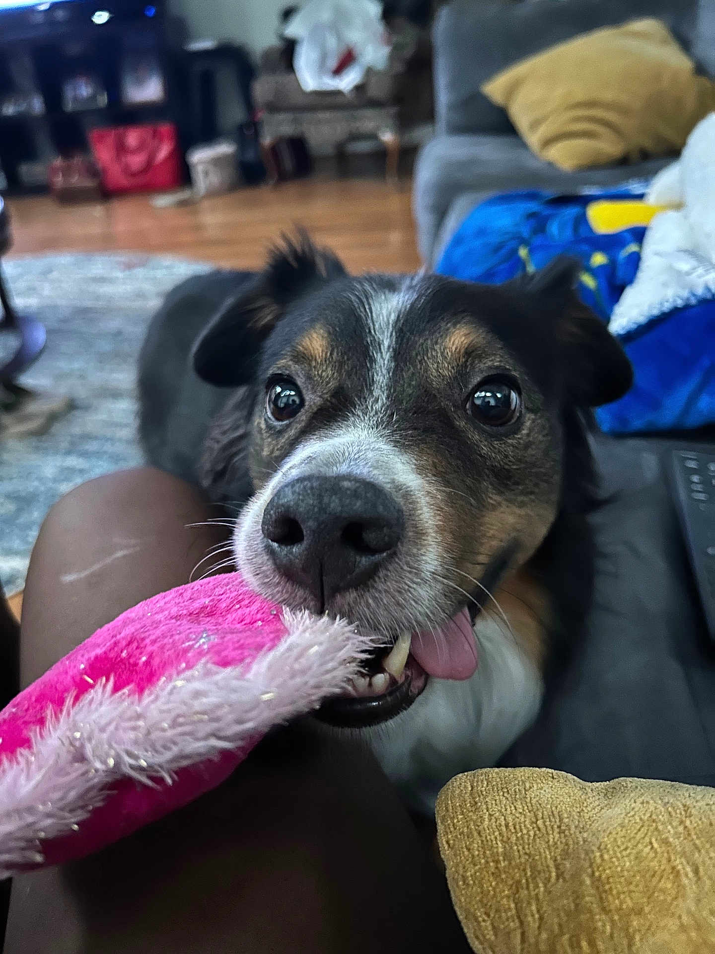 Brixley is registered to the contest to win money with this photo: dog, toy, pink_toy, playful, tongue, close_up, indoor, living_room, cushion, sofa, carpet, pet, canine, fur, snout, teeth, black_nose, ears, happy, playtime