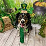 Brixley is registered to the contest to win money with this photo: dog, st_patricks_day, green_tie, headband, leprechaun_hat, smiling, festive, holiday, shamrock, decoration, wooden_floor, happy, pet, indoor, celebration, costume, background, coins, pot_of_gold, grass