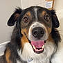 Brixley joined the competition — help win amazing prizes! dog, pet, indoor, happy, smiling, fur, brown_eyes, fluffy, close_up, tongue, nose, ears, white_fur, black_fur, brown_fur, tile_wall, bottle, bathroom, sitting, looking_at_camera