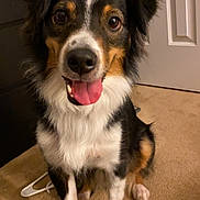 Brixley joined the competition — help win amazing prizes! dog, pet, animal, indoor, carpet, tongue_out, happy, sitting, black_fur, white_fur, tan_fur, ears, face, eyes, nose, mouth, door, furniture, floor, cute