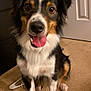 dog, pet, animal, indoor, carpet, tongue_out, happy, sitting, black_fur, white_fur, tan_fur, ears, face, eyes, nose, mouth, door, furniture, floor, cute