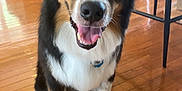 Brixley joined the competition — help win amazing prizes! dog, smiling, indoor, wooden_floor, kitchen, chair, person, happy, pet, animal, black_fur, white_fur, brown_fur, tongue_out, sitting, collar, floor, furniture, background, domestic
