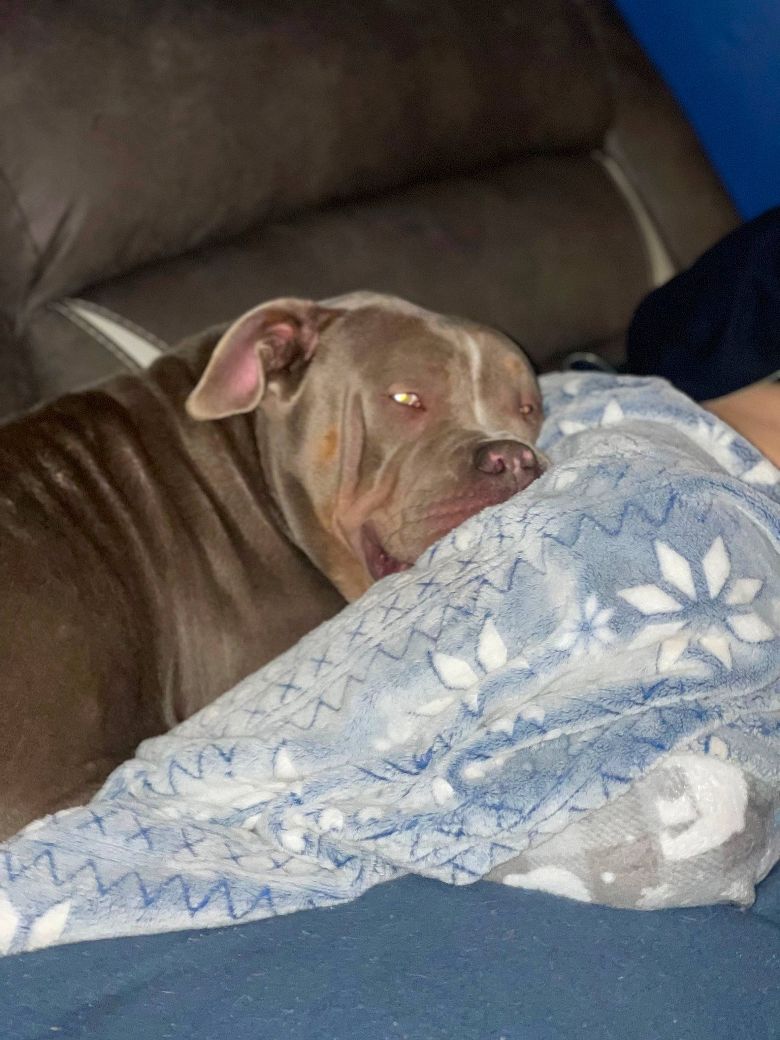 Paige joined the competition — help win amazing prizes! canidae, carnivore, comfort, companion_dog, couch, dog, dog_breed, fawn, linens, liver, nap, non_sporting_group, sleep, snout, sporting_group, terrestrial_animal, toy_dog, whiskers, working_animal, wrinkle