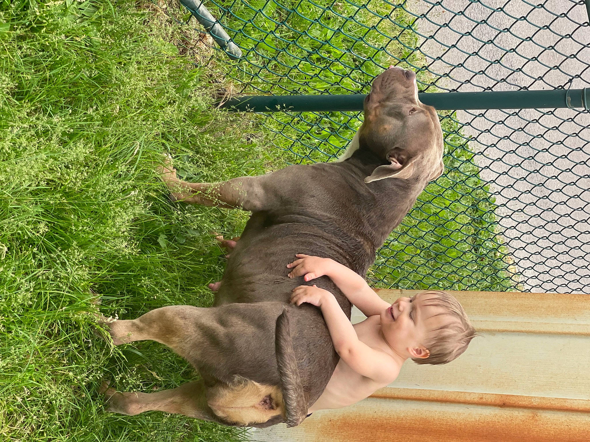 Paige is registered to the contest to win money with this photo: canidae, comfort, fawn, fence, foot, fun, gesture, grass, happy, leisure, mammal, mesh, people_in_nature, plant, tail, terrestrial_animal, vertebrate, wildlife, wire_fencing, working_animal