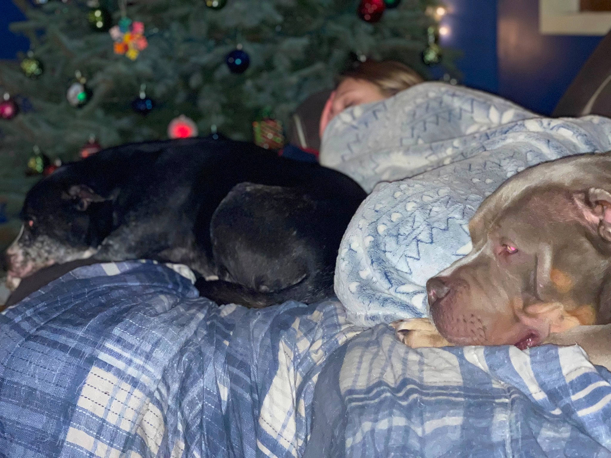 Max joined the competition — help win amazing prizes! canidae, carnivore, comfort, companion_dog, dog, dog_breed, dog_supply, event, fawn, fur, guard_dog, mammal, military_camouflage, nap, non_sporting_group, pattern, plaid, sleep, sporting_group, working_animal