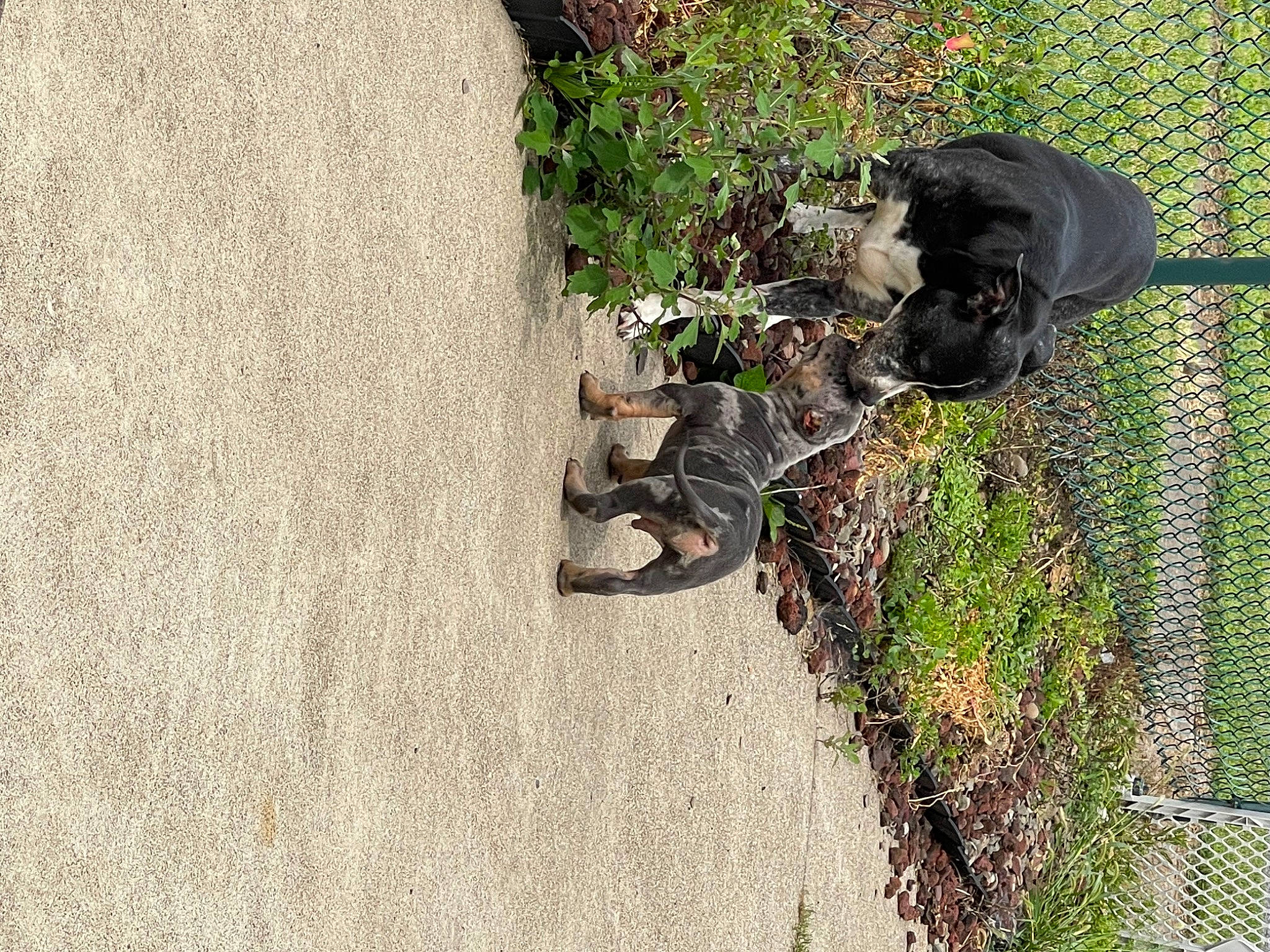 Max is registered to the contest to win money with this photo: asphalt, automotive_tire, carnivore, dog_breed, fawn, grass, grass_family, groundcover, landscape, plant, reptile, road_surface, sidewalk, snout, soil, tail, terrestrial_animal, tree, vertebrate, wood