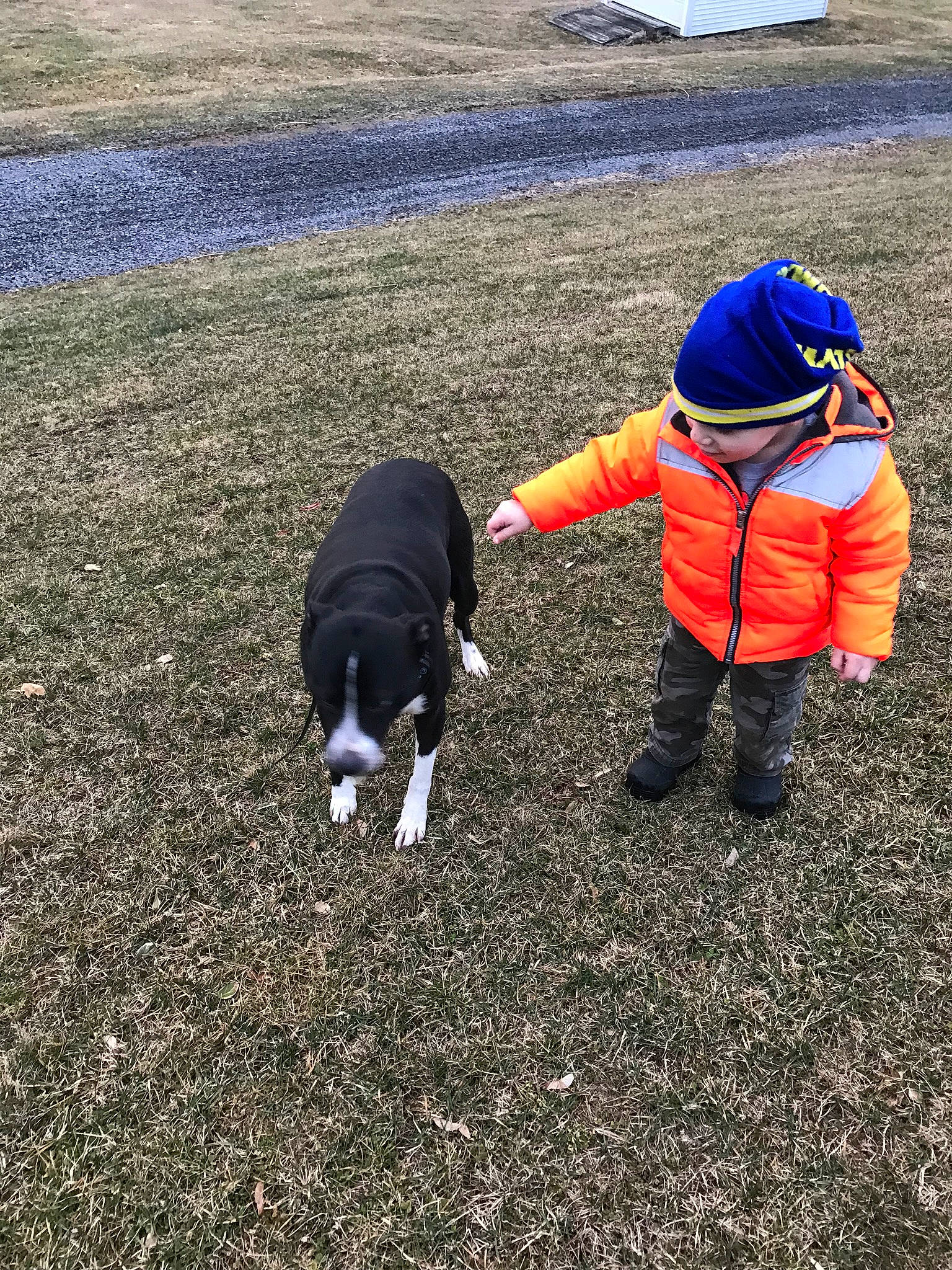 Max is registered to the contest to win money with this photo: asphalt, canidae, carnivore, companion_dog, dog, dog_breed, grass, grassland, hat, landscape, leisure, people_in_nature, recreation, soil, sporting_group, sun_hat, tail, toddler, walking, working_animal