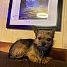 dog, small_dog, pet, canine, brown_fur, scruffy_fur, pointed_ears, collar, leash, sitting, lying_down, couch, indoor, home, framed_art, wall, portrait, flash_reflection, alert, cute