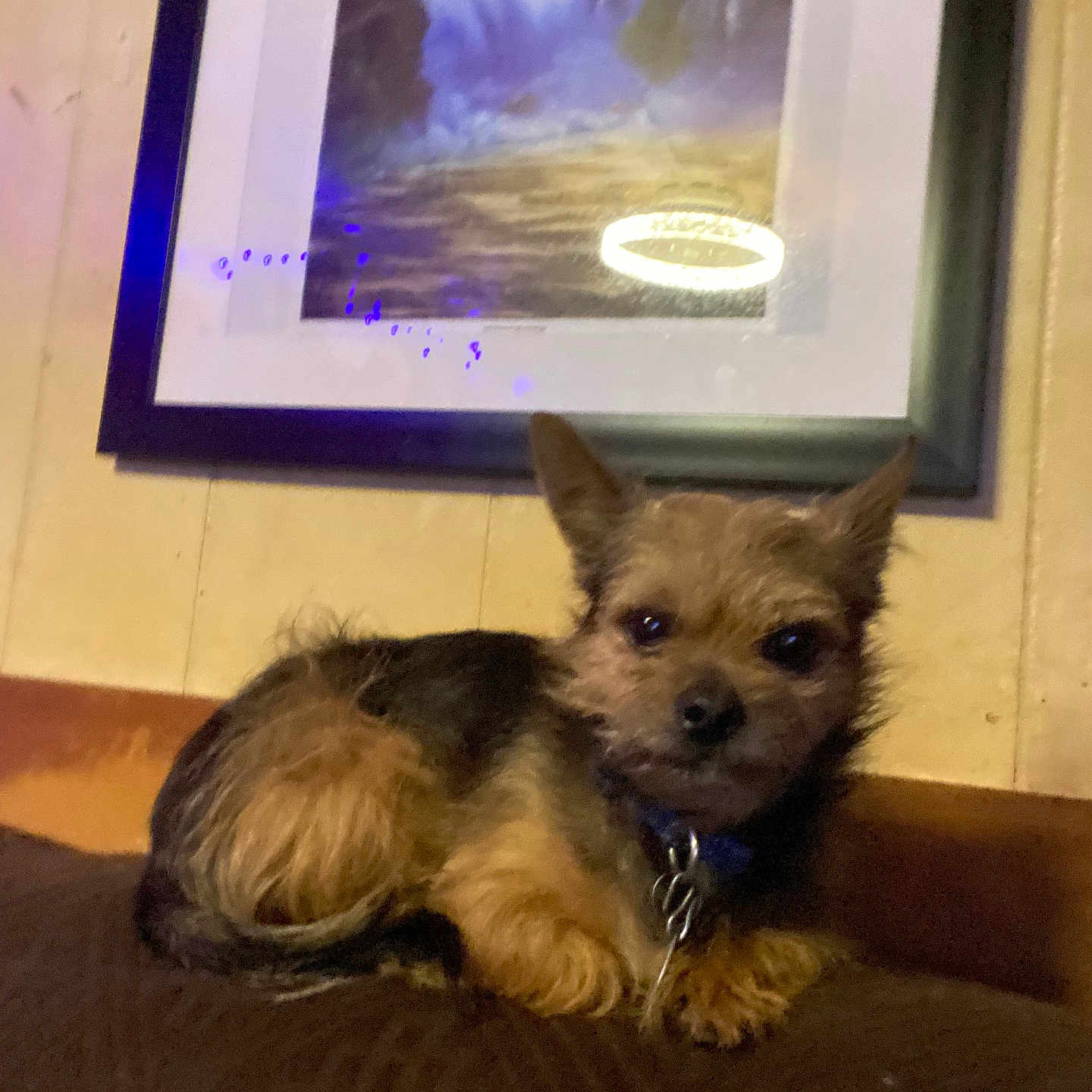 Taz