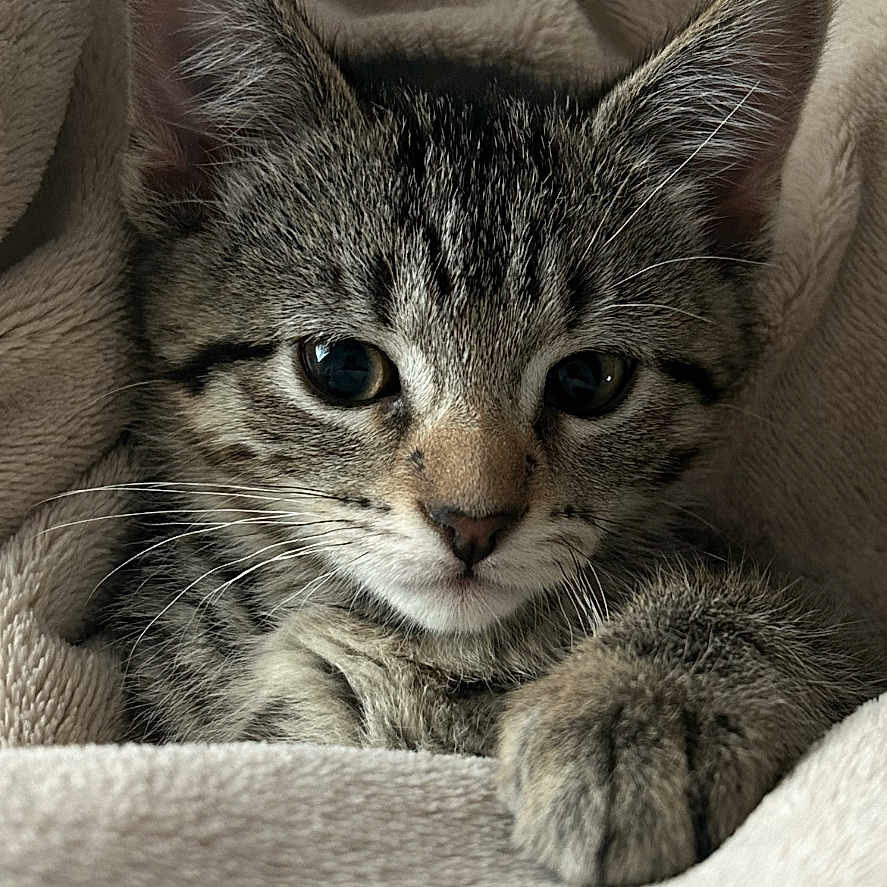 Lilly Chanel is registered to the contest to win money with this photo: animal, blanket, cat, closeup, cozy, cute, ears, face, fur, indoor, kitten, mammal, paw, pet, relaxed, sleepy, soft, tabby, whiskers, young