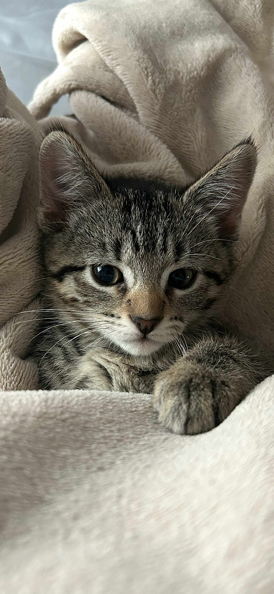 Lilly Chanel is registered to the contest to win money with this photo: animal, blanket, cat, closeup, cozy, cute, ears, face, fur, indoor, kitten, mammal, paw, pet, relaxed, sleepy, soft, tabby, whiskers, young
