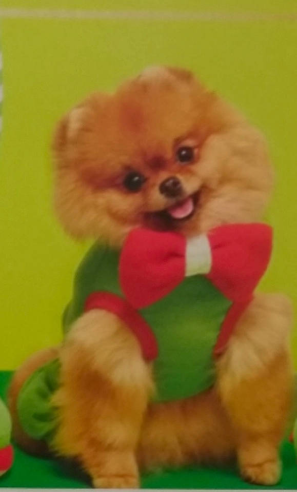 Pippa is registered to the contest to win money with this photo: ancient_dog_breeds, canidae, carnivore, companion_dog, dog, dog_breed, dog_clothes, german_spitz, german_spitz_klein, mammal, non_sporting_group, pomeranian, puppy, puppy_love, skin, snout, spitz, sporting_group, toy_dog, vertebrate