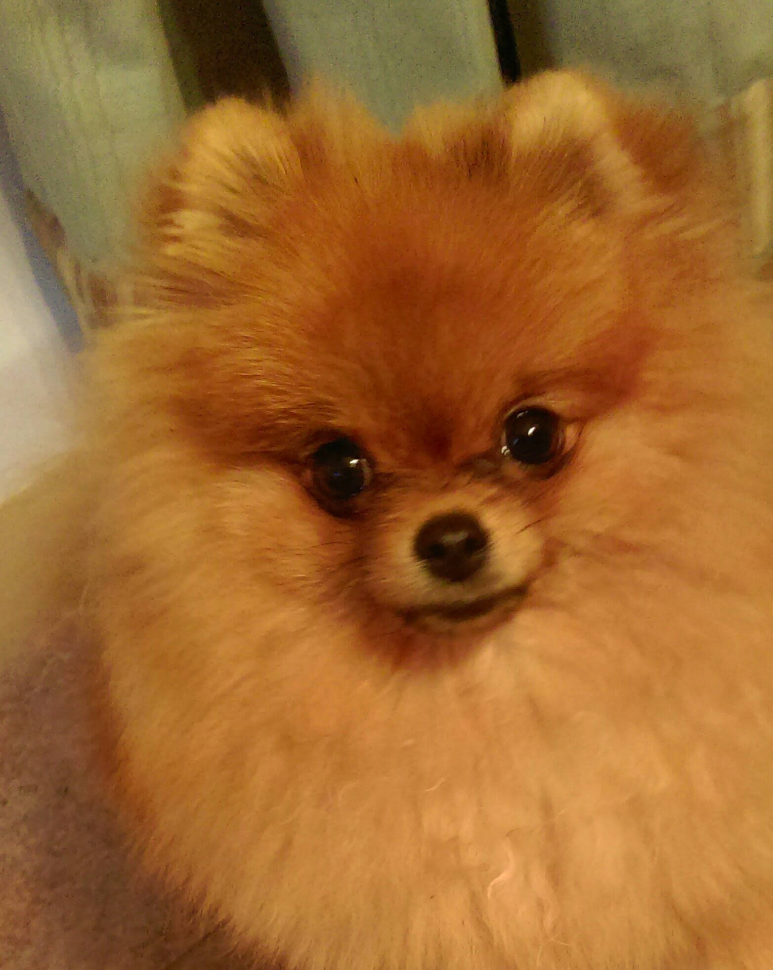 Pippa is registered to the contest to win money with this photo: canidae, carnivore, close_up, companion_dog, dog, dog_breed, fur, german_spitz, german_spitz_klein, german_spitz_mittel, mammal, nose, pomeranian, puppy, skin, snout, spitz, vertebrate, volpino_italiano, whiskers