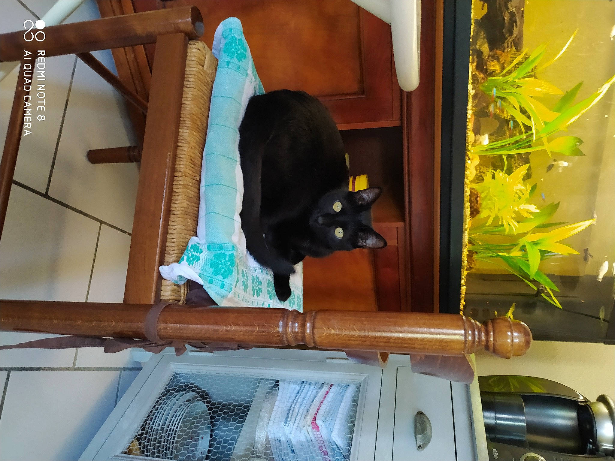 Guy participe au concours pour gagner de l'argent avec cette photo : bombay, carnivore, cat, cat_supply, chair, felidae, flowerpot, hardwood, hat, houseplant, plant, room, shelf, shelving, small_to_medium_sized_cats, snapshot, tail, whiskers, window, wood