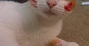 Winnie joined the competition — help win amazing prizes! animal, carpet, cat, closeup, cute, domestic_animal, ears, face, floor, funny, indoor, lipstick_marks, looking, lying_down, orange_fur, paw, pet, playful, whiskers, white_fur