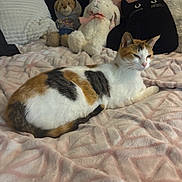 Winnie is registered to the contest to win money with this photo: animal, bear, bed, blanket, bunny, calico_cat, cat, cozy, cute, feline, fur, indoor, pet, pillow, pink, plush_toys, relaxed, resting, stuffed_animals, whiskers