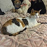 animal, bear, bed, blanket, bunny, calico_cat, cat, cozy, cute, feline, fur, indoor, pet, pillow, pink, plush_toys, relaxed, resting, stuffed_animals, whiskers