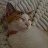 Winnie joined the competition — help win amazing prizes! animal, blanket, calm, cat, closeup, comfort, cozy, cute, domestic, feline, fur, indoor, nap, pet, relaxation, resting, sleeping, soft, warm, whiskers