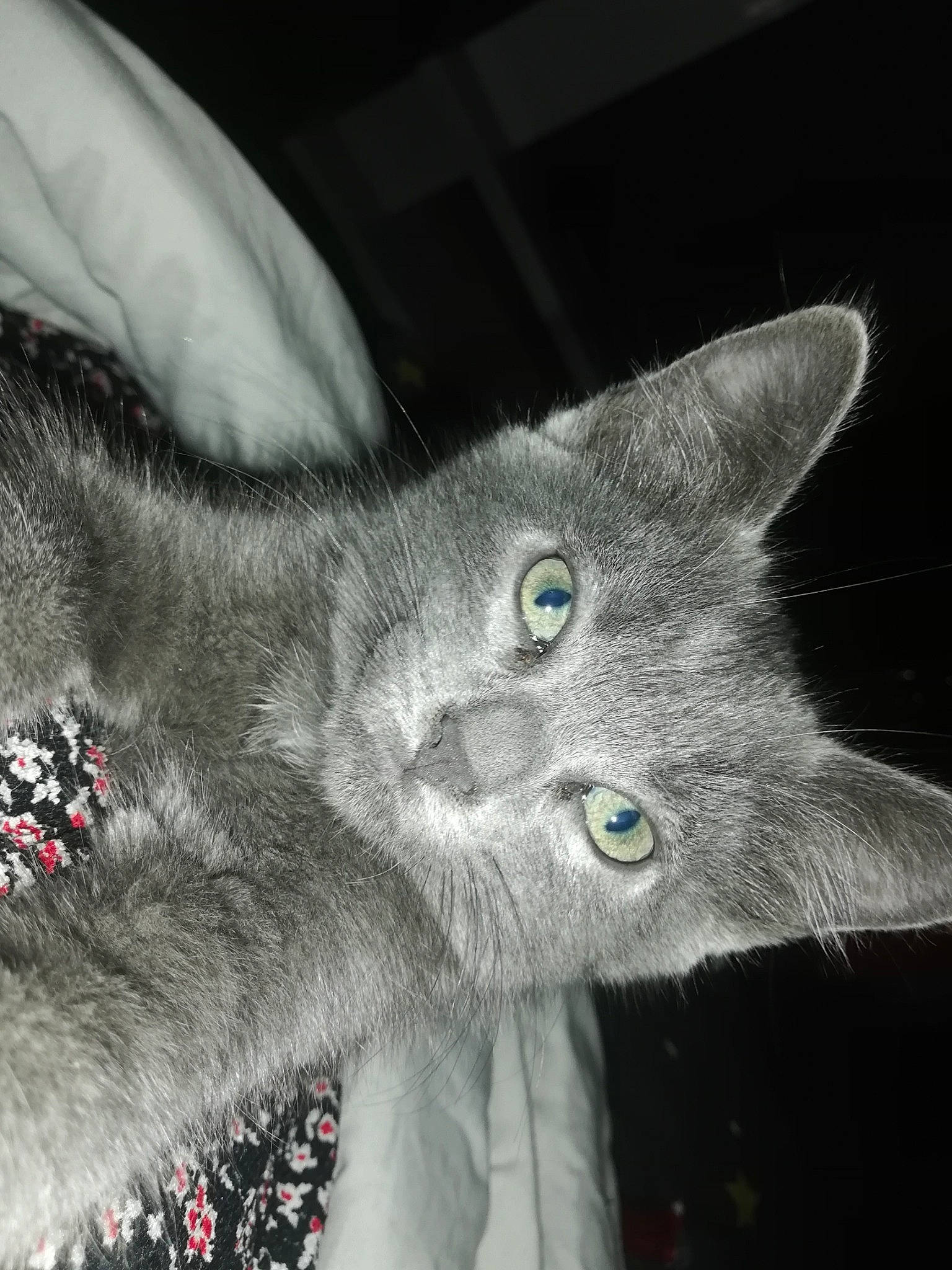 Poupii participe au concours pour gagner de l'argent avec cette photo : art, carnivore, cat, claw, domestic_short_haired_cat, ear, eye, felidae, fur, gesture, grey, monochrome_photography, paw, photo_caption, small_to_medium_sized_cats, snout, tail, whiskers, wildlife, window