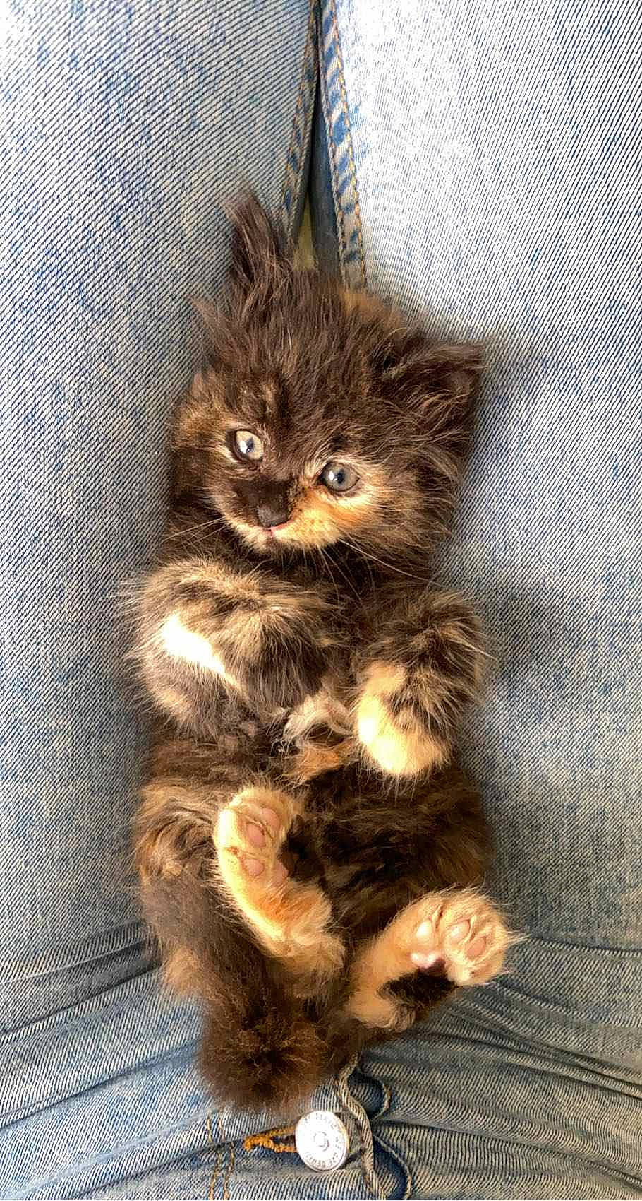 Sally participe au concours pour gagner de l'argent avec cette photo : abyssinian, angora, animal, brasssection, cat, couch, face, furniture, head, horn, kitten, manx, musicalinstrument, person, pet, wristwatch