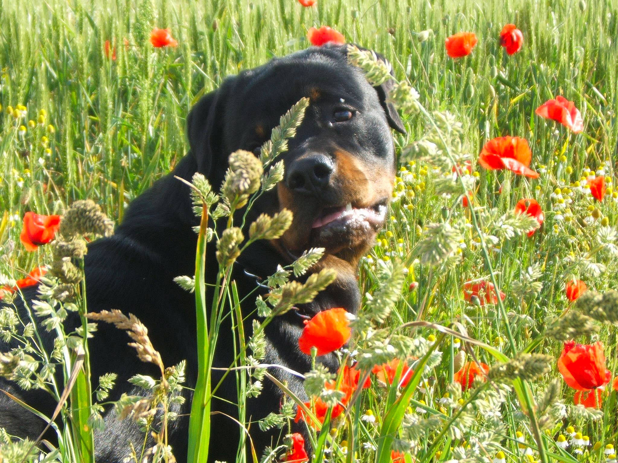 Ben a rejoint le concours — aidez-le/la à gagner de superbes lots ! canidae, carnivore, coquelicot, corn_poppy, dog, dog_breed, flower, flowering_plant, grass, grass_family, meadow, plant, poppy, poppy_family, sporting_group, wildflower