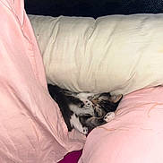 Atila participe au concours pour gagner de l'argent avec cette photo : kitten, cat, sleeping, pillow, pink, white, bed, cozy, fur, pet, indoor, resting, cute, animal, domestic, relaxation, soft, comfort, small, whiskers