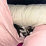 kitten, cat, sleeping, pillow, pink, white, bed, cozy, fur, pet, indoor, resting, cute, animal, domestic, relaxation, soft, comfort, small, whiskers